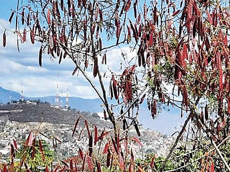 Van al rescate del árbol guaje en Oaxaca; contiene propiedades